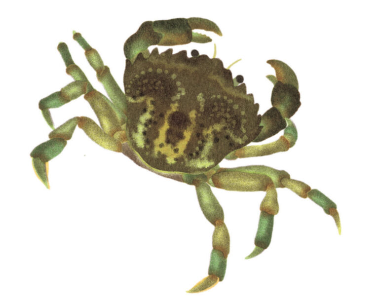 Montessori animaux crabe