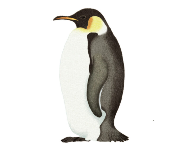 Montessori animaux manchot