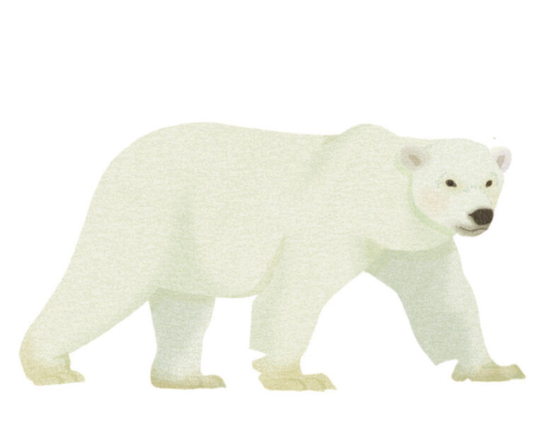 Montessori animaux ours polaire