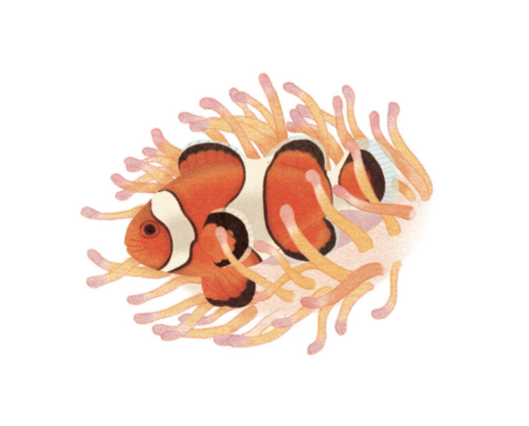 Montessori animaux poisson clown