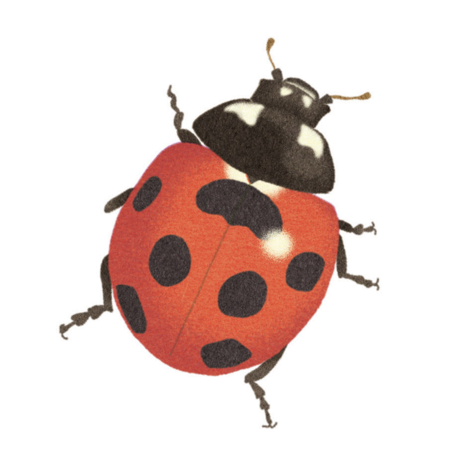 Montessori memo animaux coccinelle