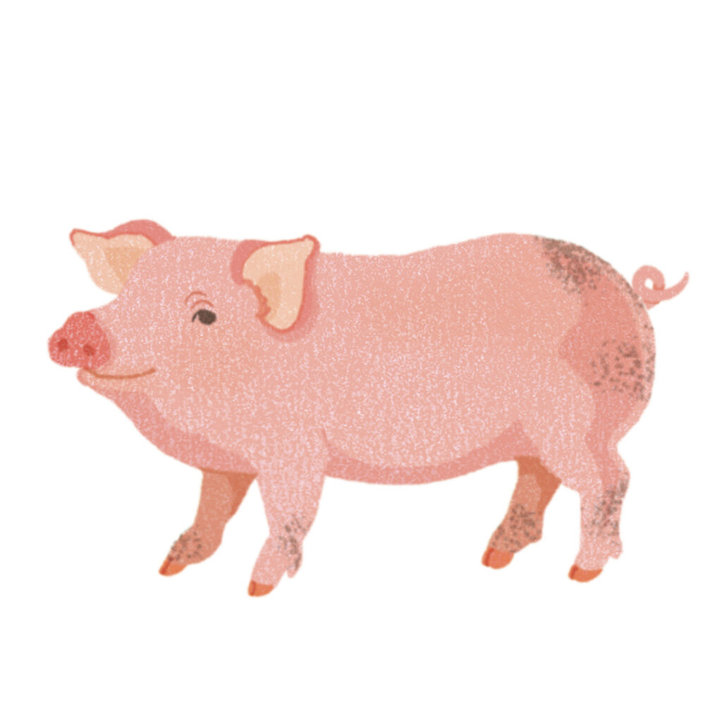 Montessori cochon
