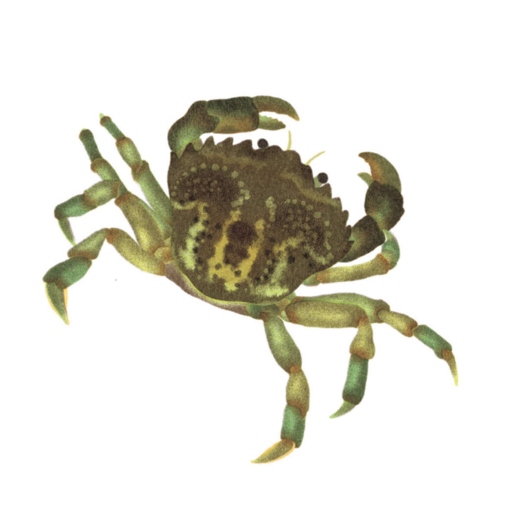 Montessori memo animaux crabe
