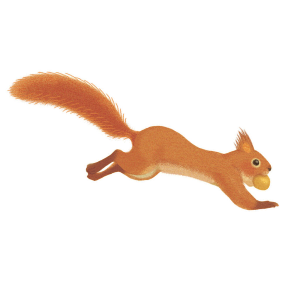 Montessori memo animaux écureuil