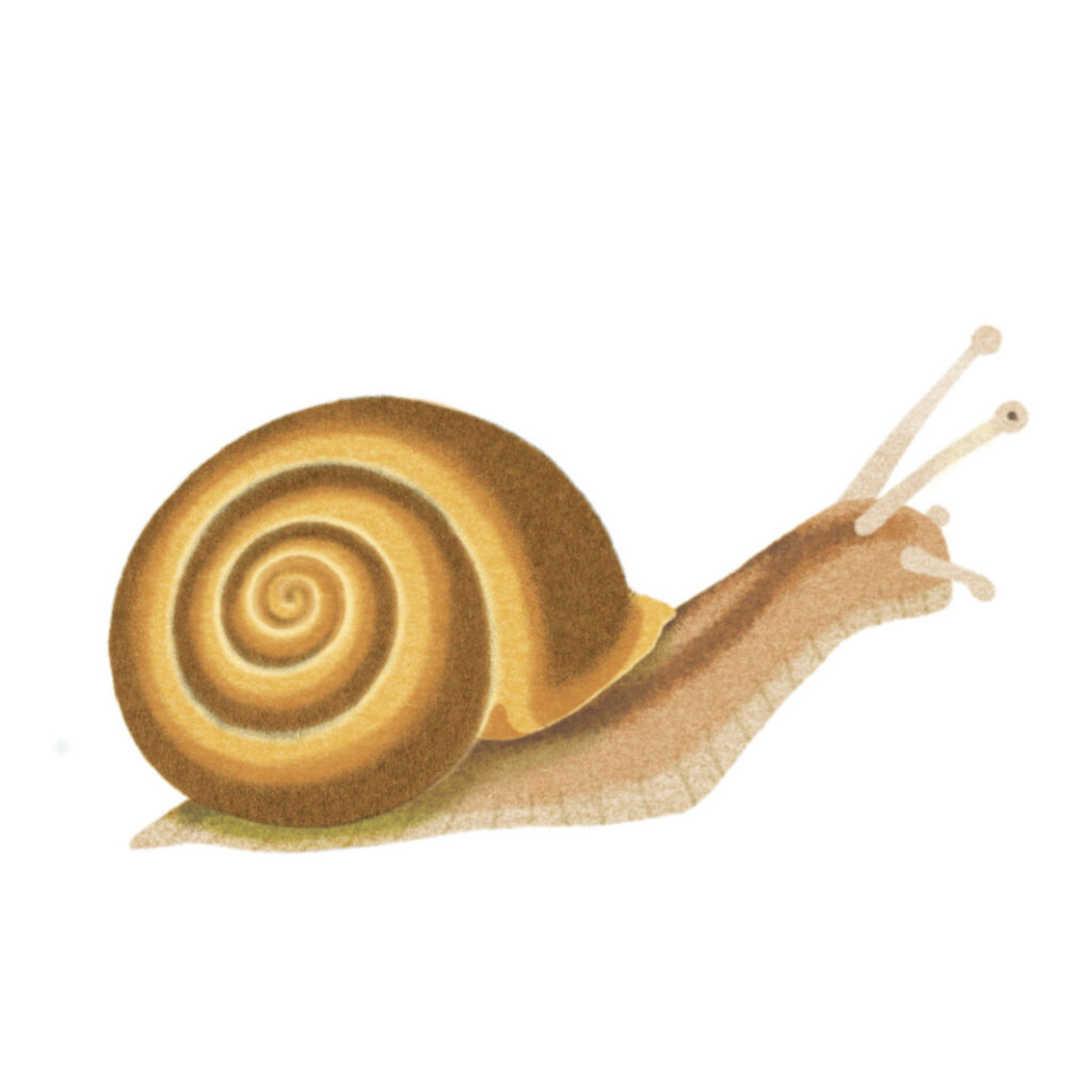 Montessori memo animaux escargot