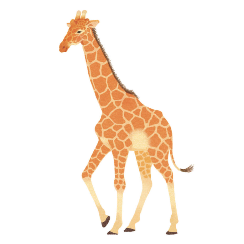 Montessori memo animaux girafe