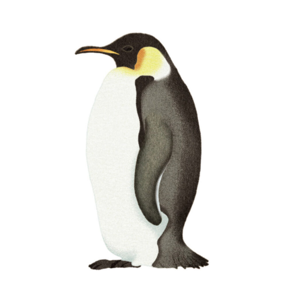 Montessori memo animaux manchot