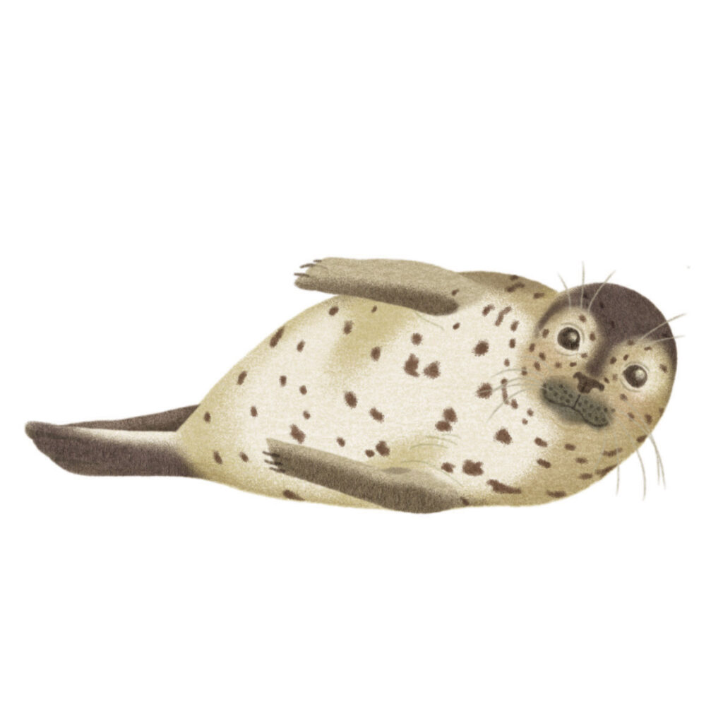 Montessori memo animaux phoque