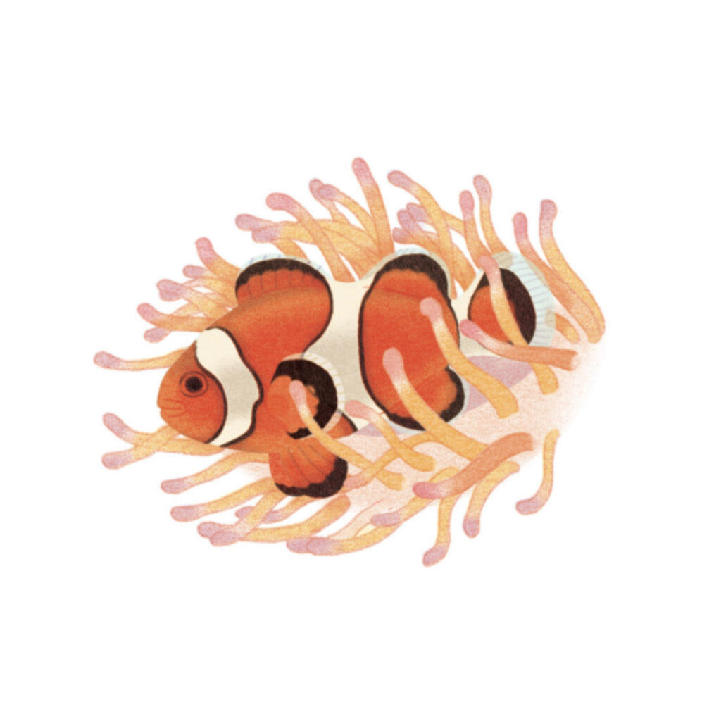 Montessori memo animaux poisson clown