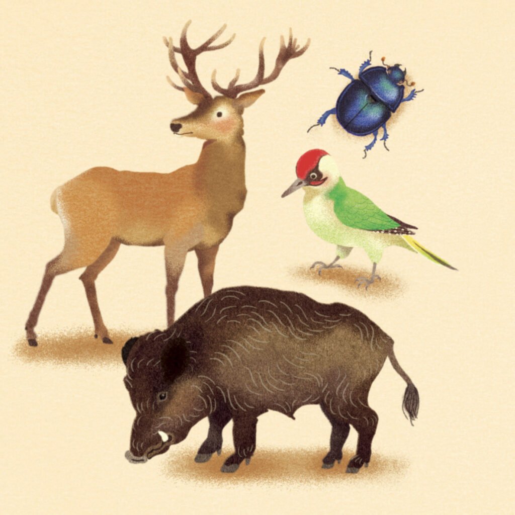 carte animaux