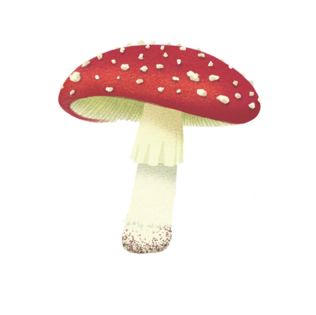 amanite