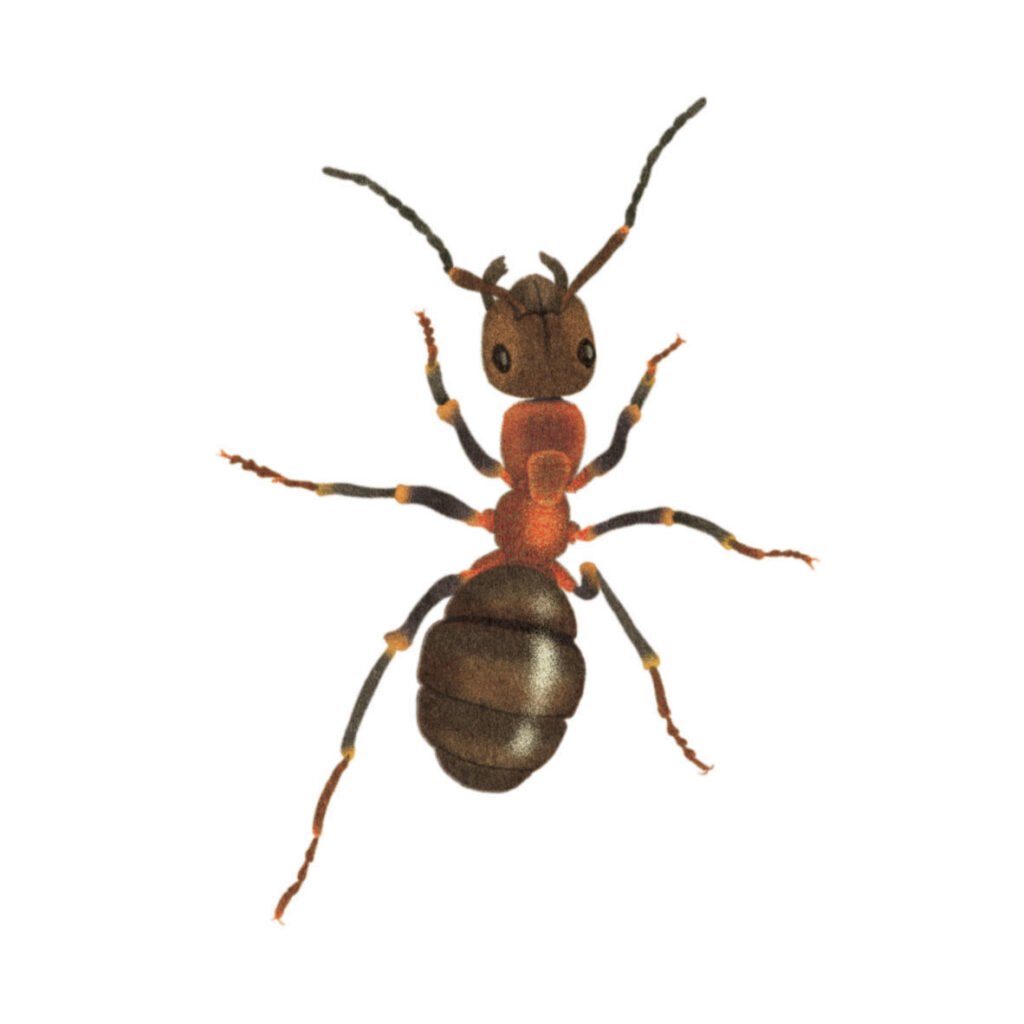 fourmis