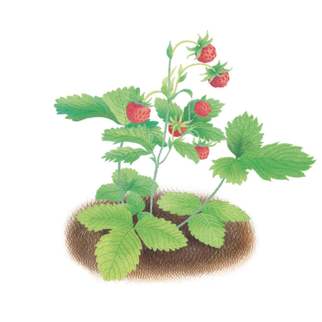 fraises des bois