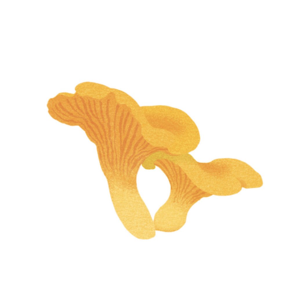 girolles