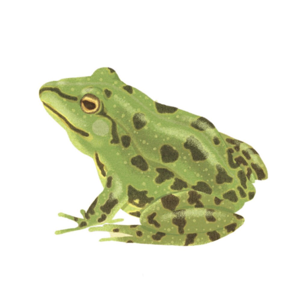grenouille
