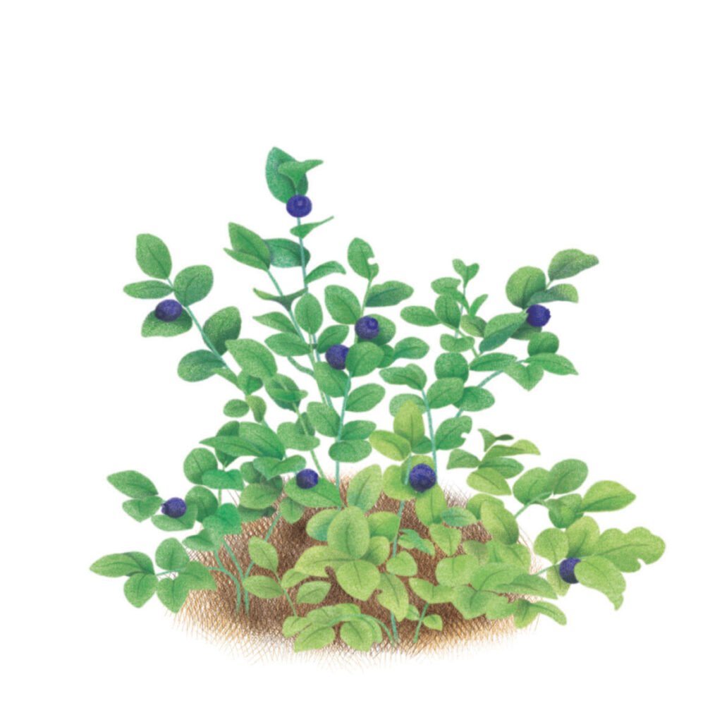 myrtilles