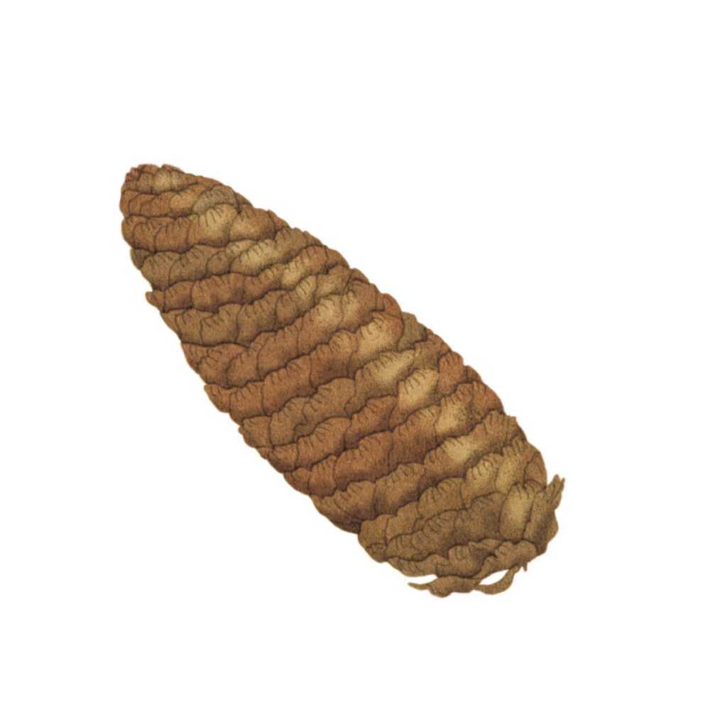 pomme-de-pin
