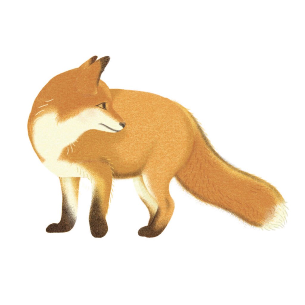 renard