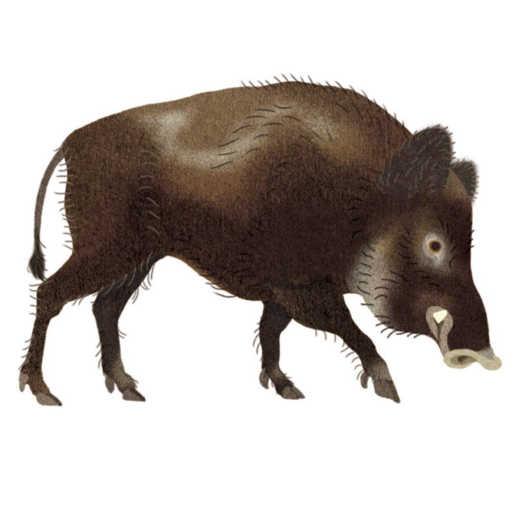 sanglier