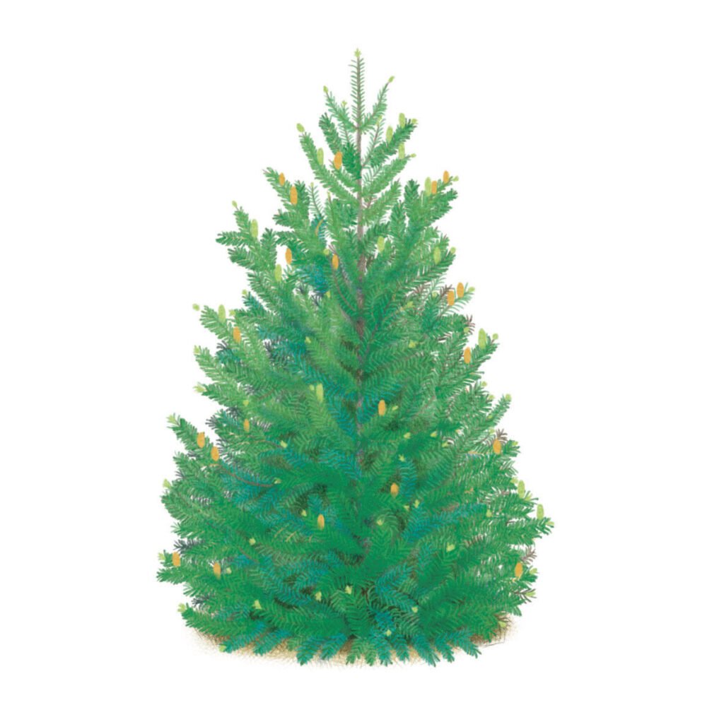 sapin